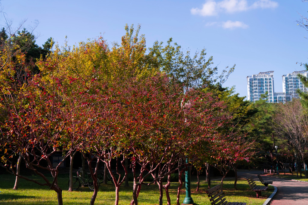 울산대공원 가을 나들이 - 핑크뮬리 정원, 단풍으로 물든 공원
