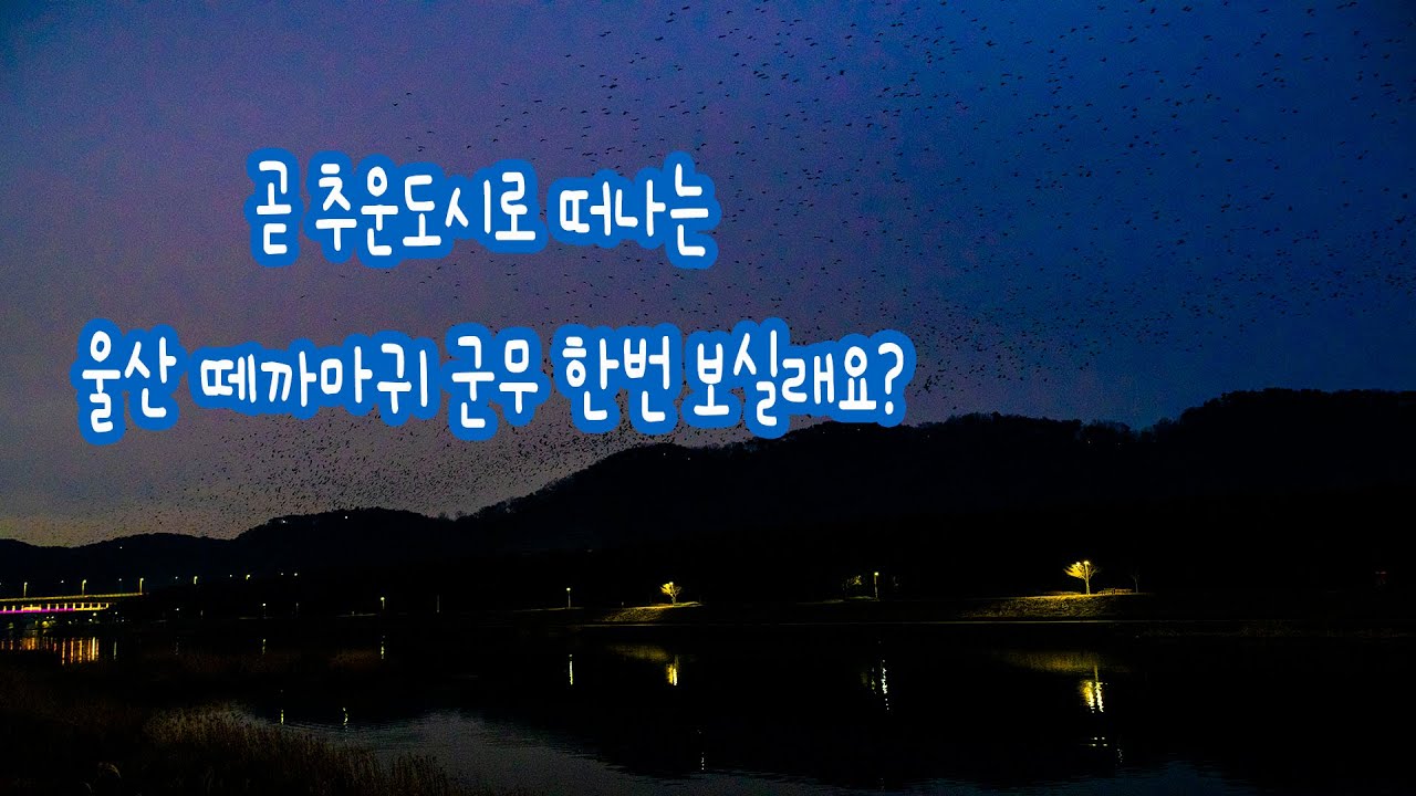 울산 중구 태화강의 떼까마귀의 환상적인 군무 Video Thumbnail: 곧 추운도시로 떠나는 울산 떼까마귀 군무 한번 보실래요?