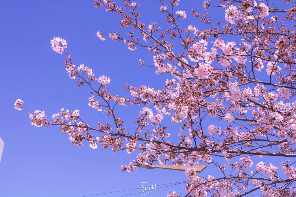2024년 벚꽃 개화 예상 시기 - travel - Light One
