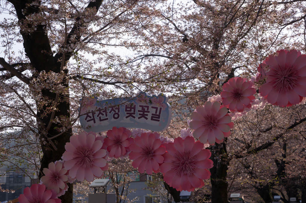 울주 작천정 벚꽃축제: 새로운 시작과 아름다운 변화