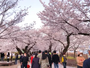울산 작천정, 벚꽃과 함께하는 봄날의 특별한 여행