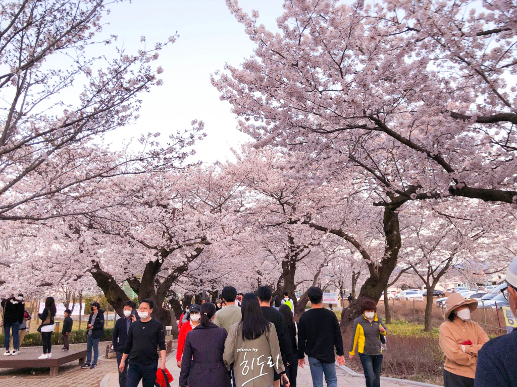 울산 작천정, 벚꽃과 함께하는 봄날의 특별한 여행 수정됨_제목-없음_11-9