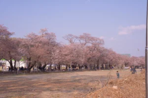 울주 작천정 벚꽃축제: 새로운 시작과 아름다운 변화