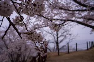 울산 벚꽃 명소 추천 – 서생포왜성