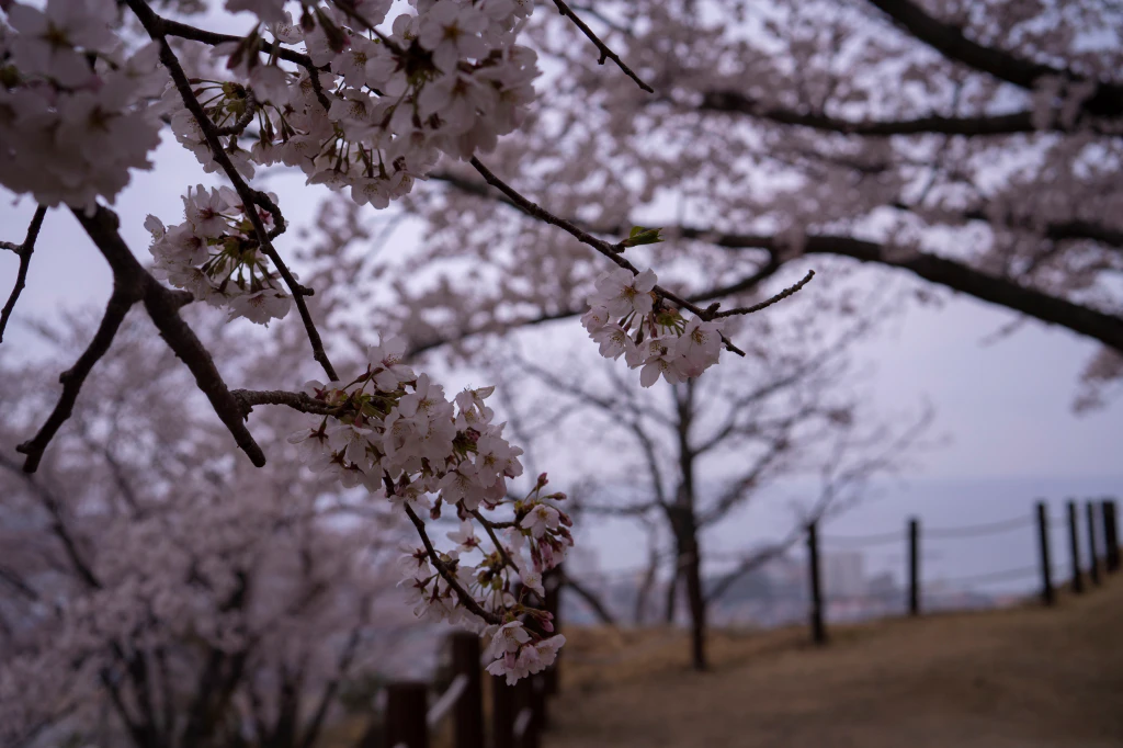울산 벚꽃 명소 추천 – 서생포왜성