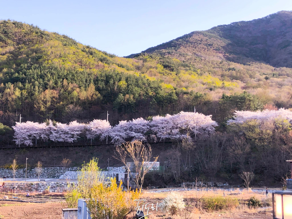 울산 작천정, 벚꽃과 함께하는 봄날의 특별한 여행