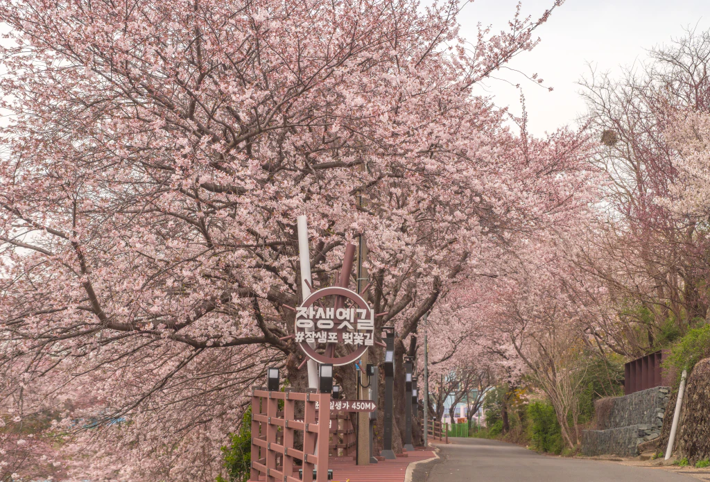 울산의 숨겨진 벚꽃 명소: 장생옛길 #장생포 벚꽃길