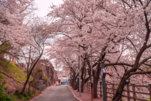 울산의 숨겨진 벚꽃 명소: 장생옛길 #장생포 벚꽃길