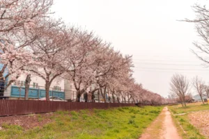 울산 벚꽃 보기 좋은곳 – 약사 벚꽃길, 십리 벚꽃길