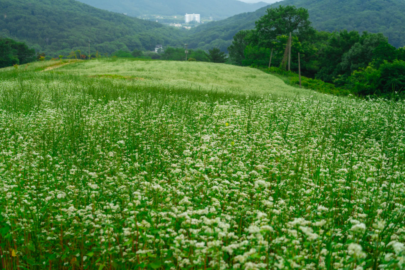 HWI00119-복사