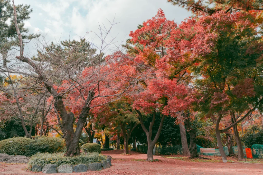 가을의 아름다움을 만끽하다: 학성공원 단풍 산책