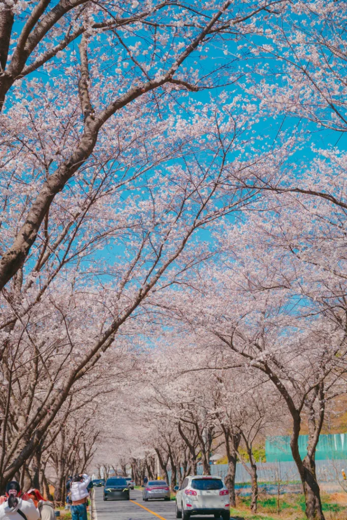울산 차리마을 벚꽃길 – 조용하고 한적한 봄의 힐링 명소