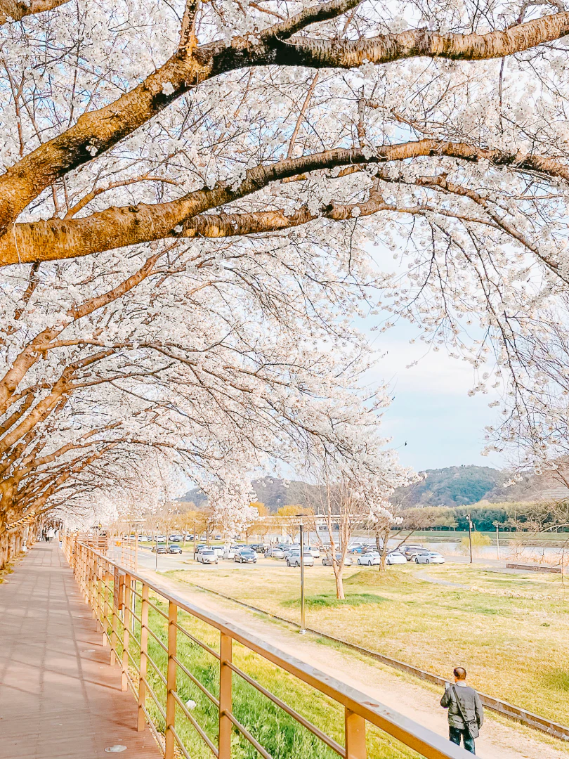 울산 태화강국가정원 벚꽃 산책로, 흐드러진 봄날의 감동 울산 태화강국가정원 벚꽃 산책로, 흐드러진 봄날의 감동