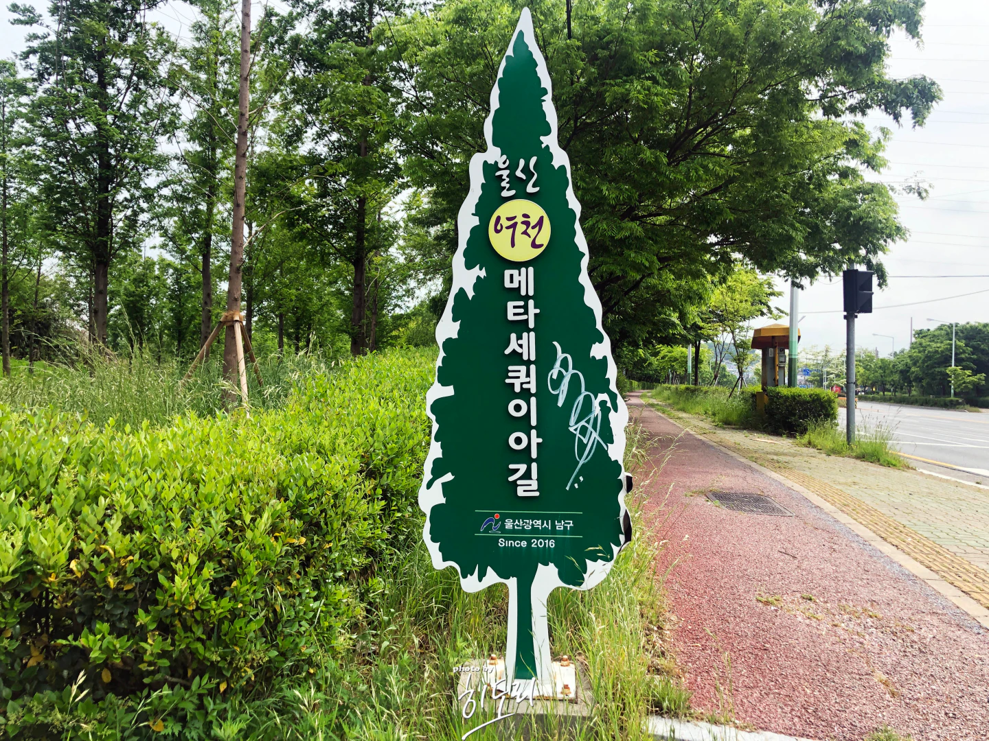 울산 여천 메타세쿼이아길 — 도심·공단 사이 숨겨진 힐링 산책로 울산 여천 메타세쿼이아길 — 도심·공단 사이 숨겨진 힐링 산책로