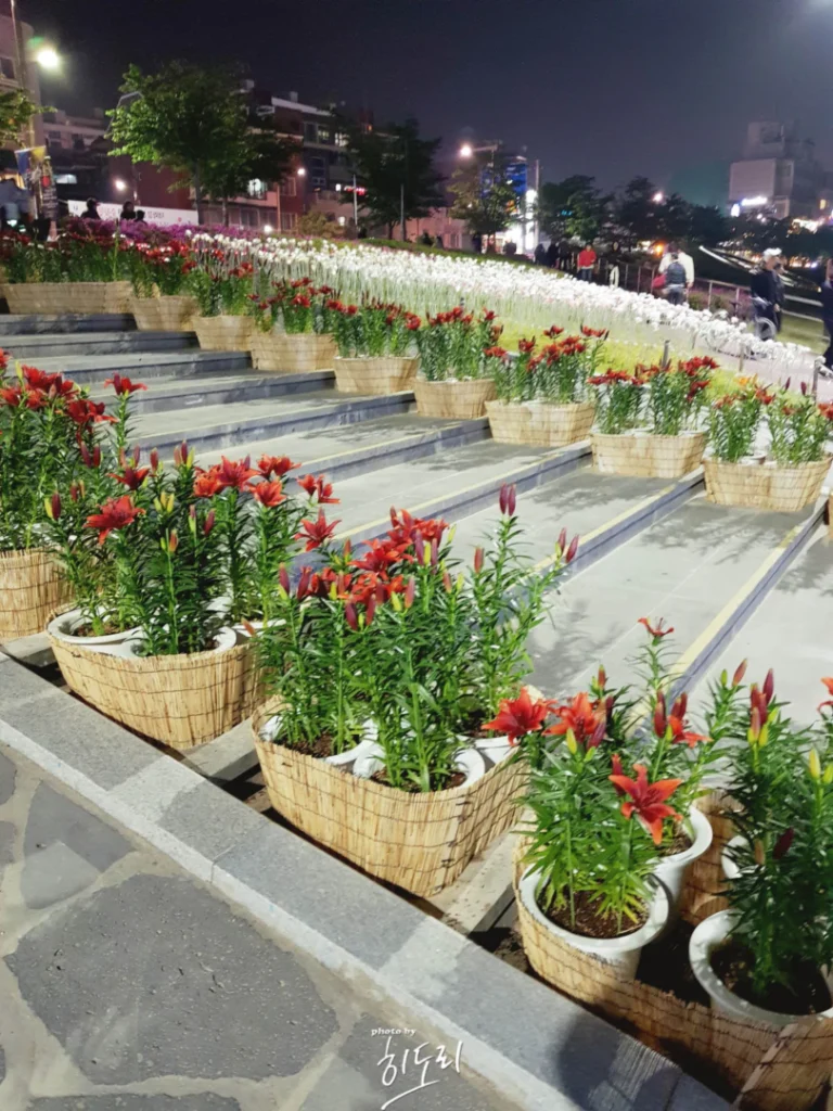 울산 태화강 봄꽃대향연