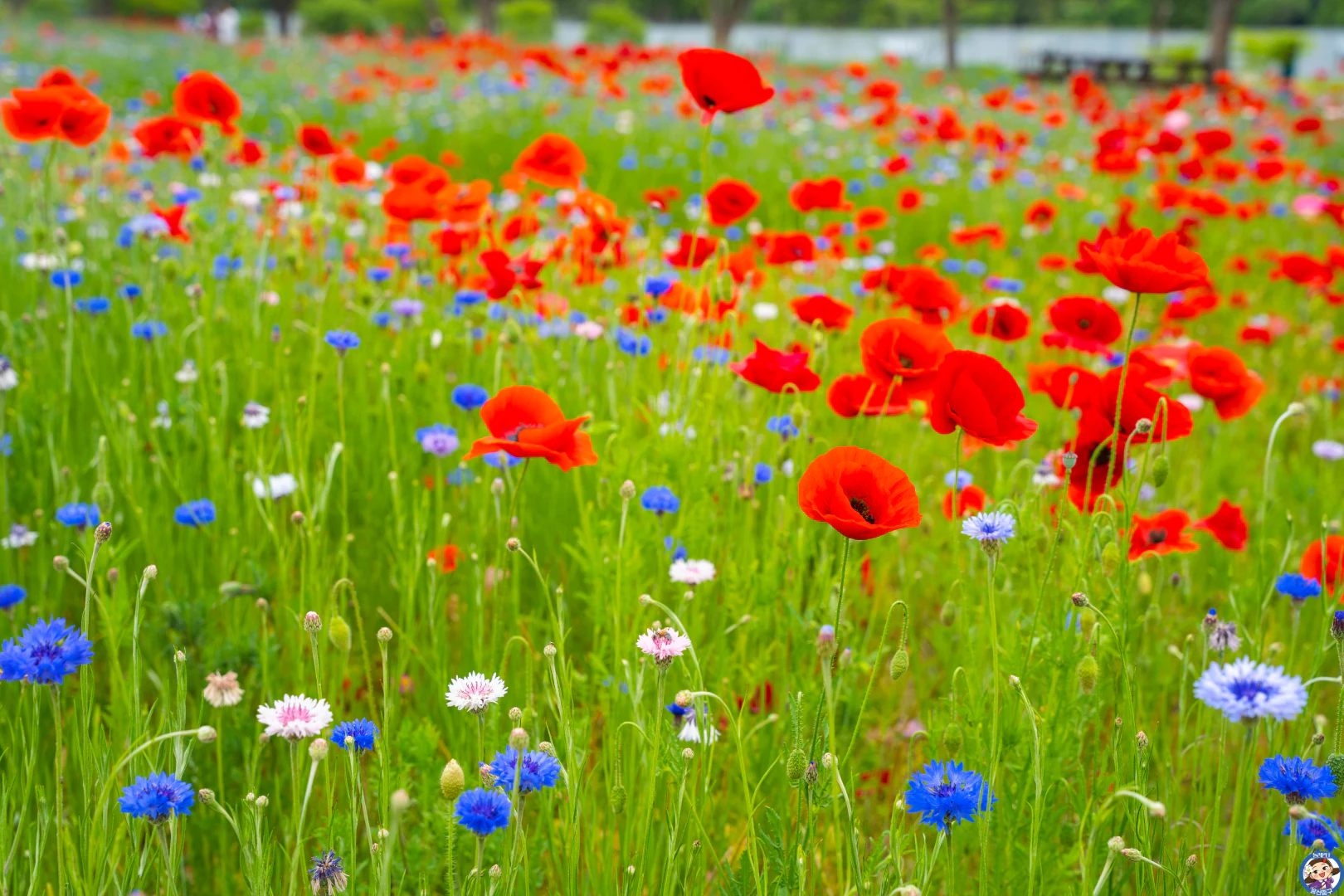 태화강 국가정원 봄꽃축제 🌸 꽃향기 가득한 힐링 여행 떠나요! 제목 없음_30
