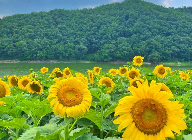 드디어 만개! 경주 바실라 해바라기 성지로 출발~