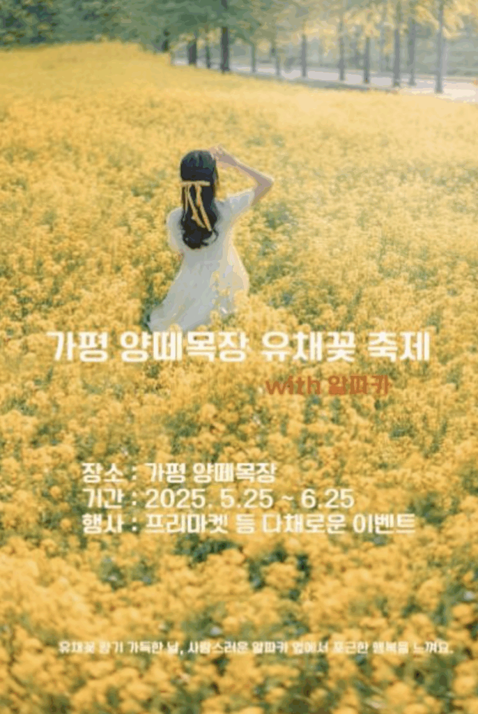 가평 양떼목장 유채꽃축제 - 알파카와 함께 유채꽃밭을 걷는 낭만!