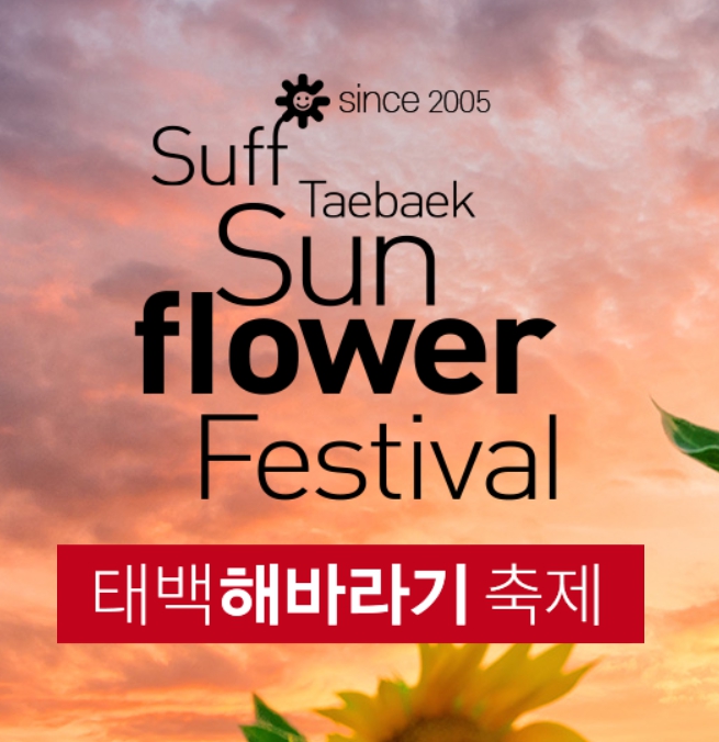 노랗게 물든 여름, 태백 해바라기축제 2025