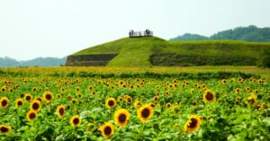 연천 장남 통일바라기 축제🌻 DMZ 평화의 상징, 해바라기 가득한 여름 축제!