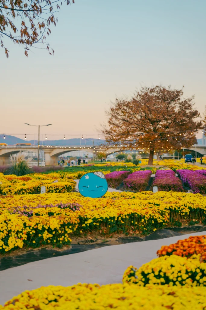 울산 가을 가볼만한곳! 태화강 그라스정원 국화·억새·가을산책 총정리