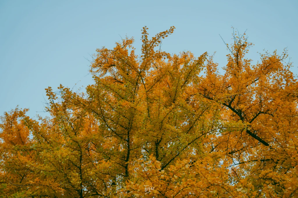 경주 운곡서원 은행나무, 지금이 딱 절정! 가을 단풍·주차·가는 법 정리