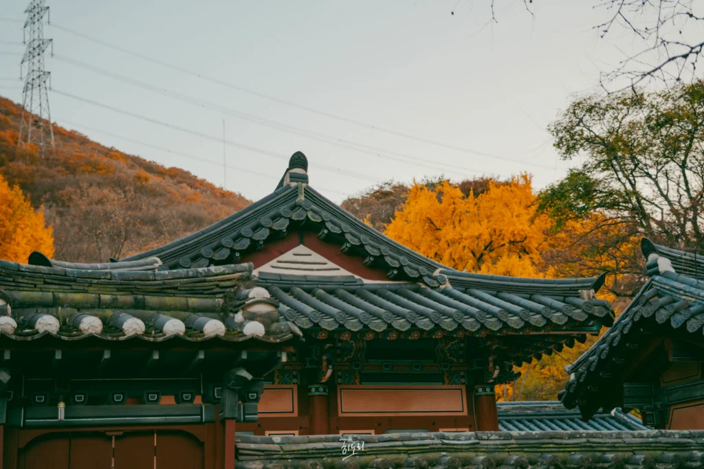 경주 운곡서원 은행나무, 지금이 딱 절정! 가을 단풍·주차·가는 법 정리 경주 운곡서원 은행나무, 지금이 딱 절정! 가을 단풍·주차·가는 법 정리