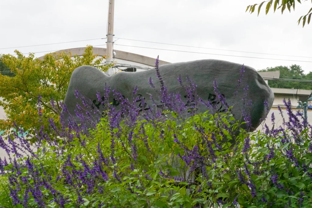 울산 가을의 시작! 선암호수공원 꽃무릇 & 가을꽃