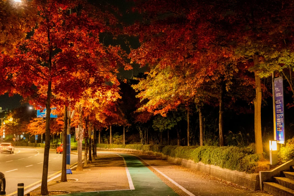 가을이 발끝까지 내려왔다 - 울산 문수구장 마로니에길