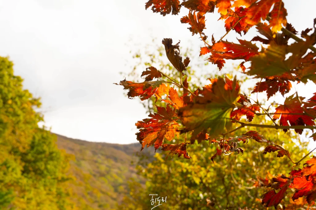울산 간월재 억새군락지 — 오전엔 ‘하얀 억새’, 오후엔 ‘황금 억새’! 두 가지 풍경을 즐기는 가을 산행 코스