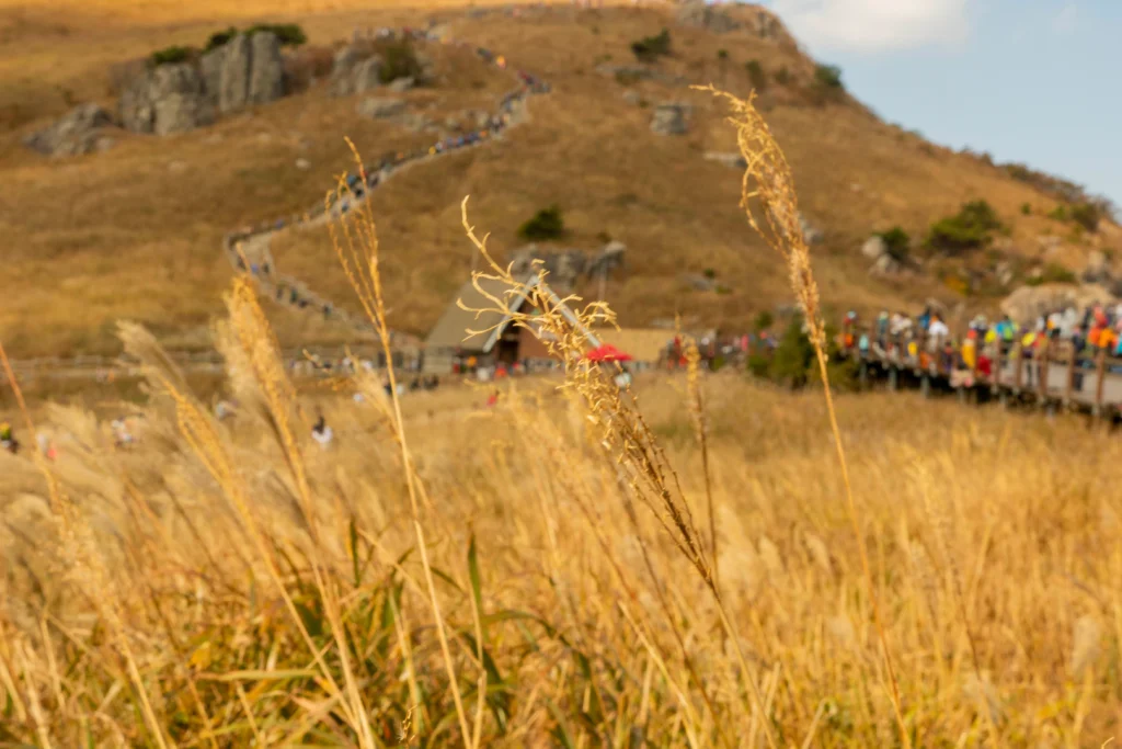 가을에 안 가면 손해! 울산 간월재 억새평원 등산코스 총정리 (주차·코스·컵라면 후기까지)