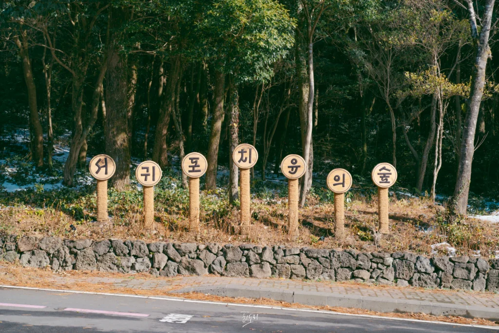 Winter Trip to Seogwipo Healing Forest – What You MUST Check on Snowy Days in Jeju