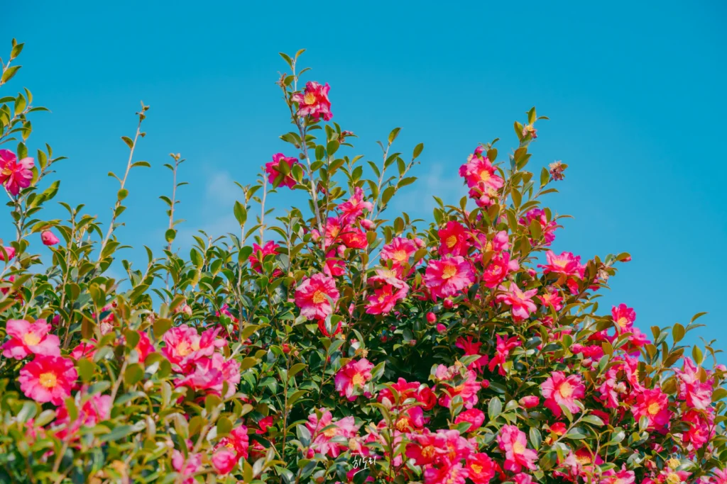 Winter Jeju Trip Dongbaek Forest Photo Spot Review