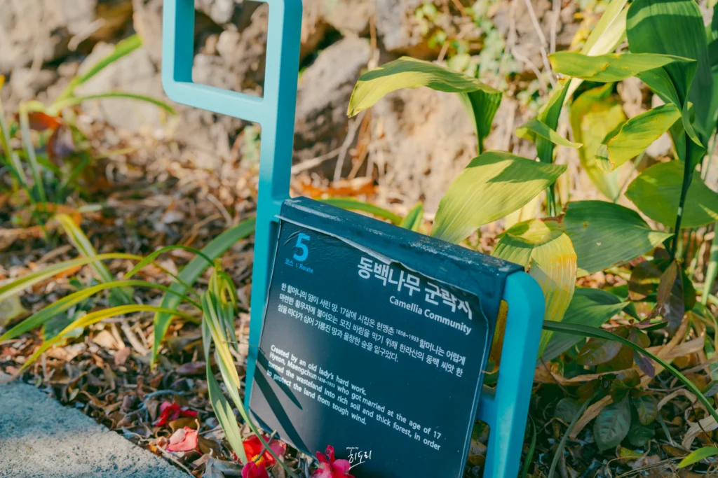 A Free Winter Camellia Spot in Jeju You’ll Love