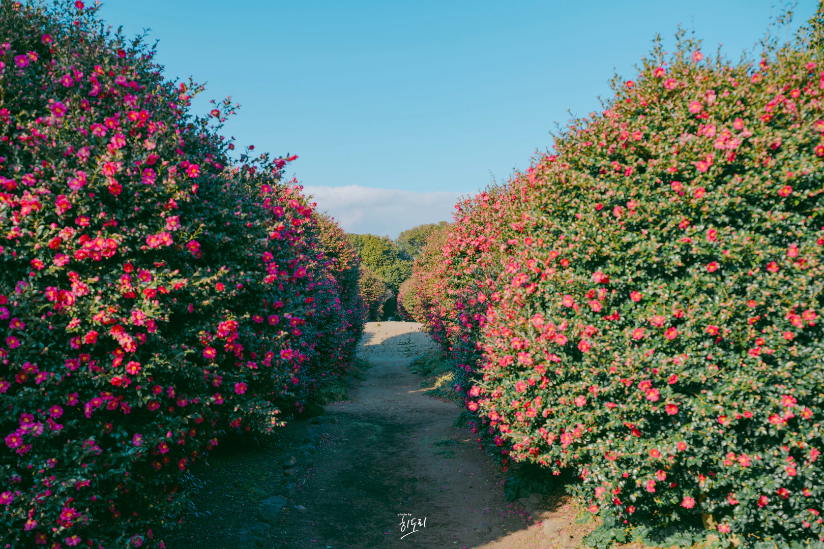 A Free Winter Camellia Spot in Jeju You’ll Love HWI00115 복사