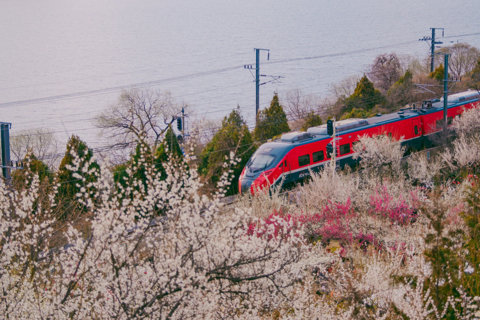 Sunmaewon Plum Blossom Garden & Wondong Plum Festival, Yangsan HWI00050 복사
