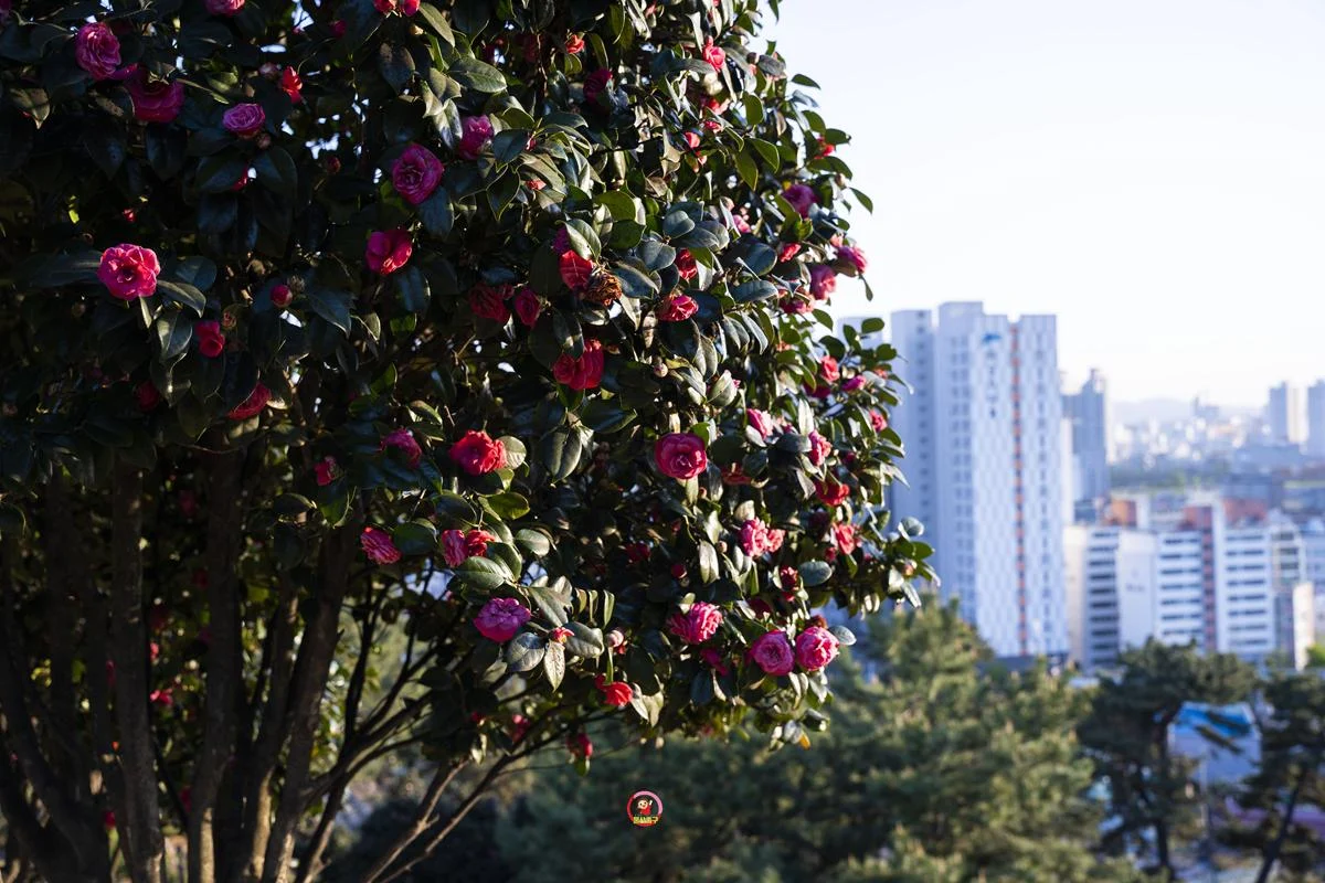 울산 동백꽃 보기 좋은 mbc 문화동산 장무공원