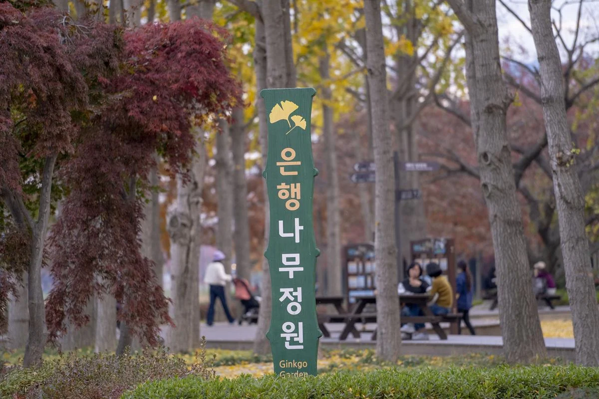 울산 가볼만한곳 은행나무정원, 철새공원 태화강국가정원