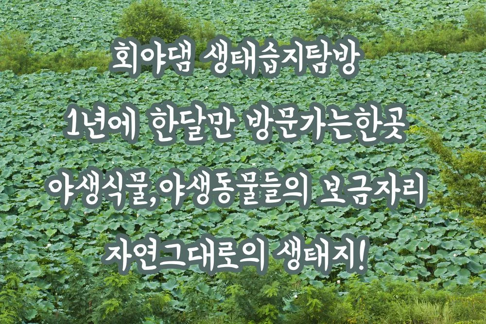 울산 회야댐 생태습지탐방 방문~ 각종의 식물들과 친환경적인 장소가 정말 멋진곳! IMG_0093.webp