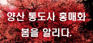 양산 통도사 홍매화 봄을 가장 먼저 알리다.
