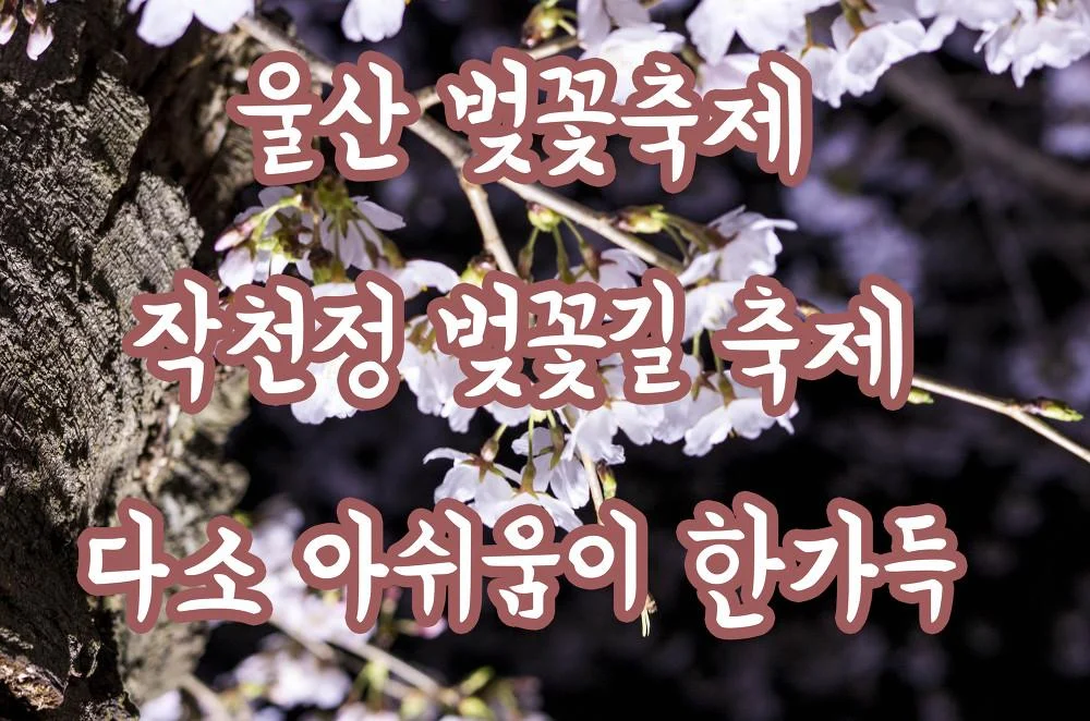 울산 벚꽃축제 작천정 벚꽃길 축제 아쉬운 운영이 한가득 MG_0227-복사.webp
