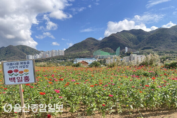 경주 외동읍 백일홍 만개｜입실천 산책로·호국동산 가을 꽃길 산책