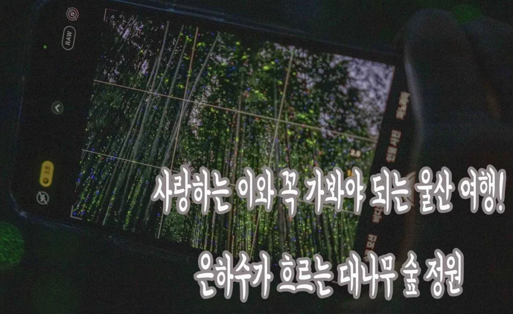 사랑하는 이와 꼭 가봐야되는 울산명소! 은하수가 흐르는 대나무숲 정원