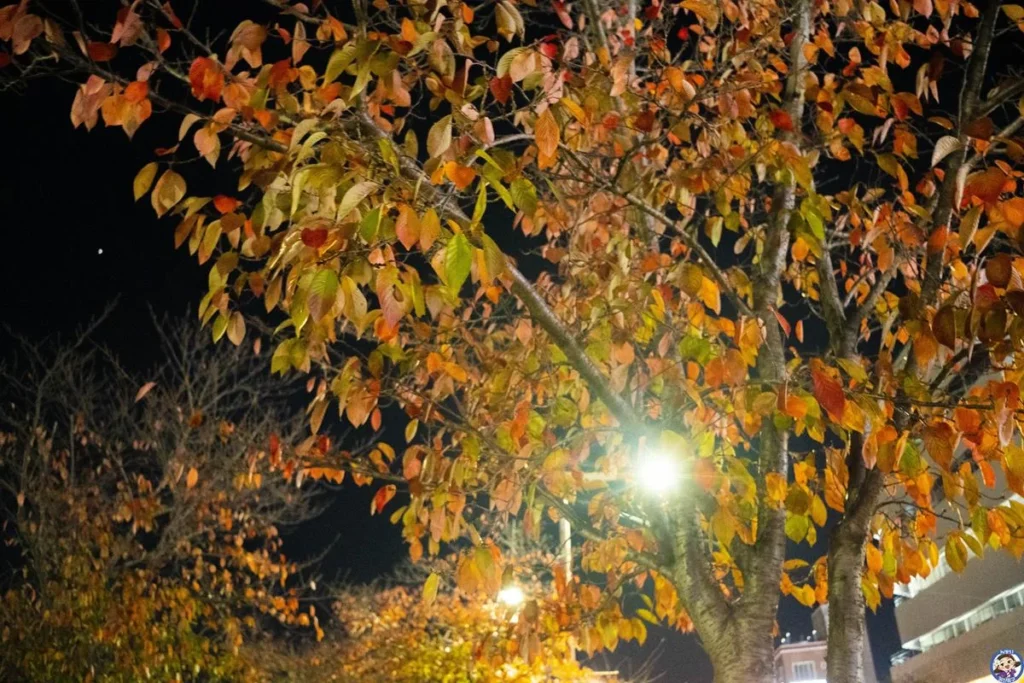가을꽃 향연이 펼쳐져 있는 태화강 국가정원에는 지금 2021 정원산업 박람회가 열리고 있다!