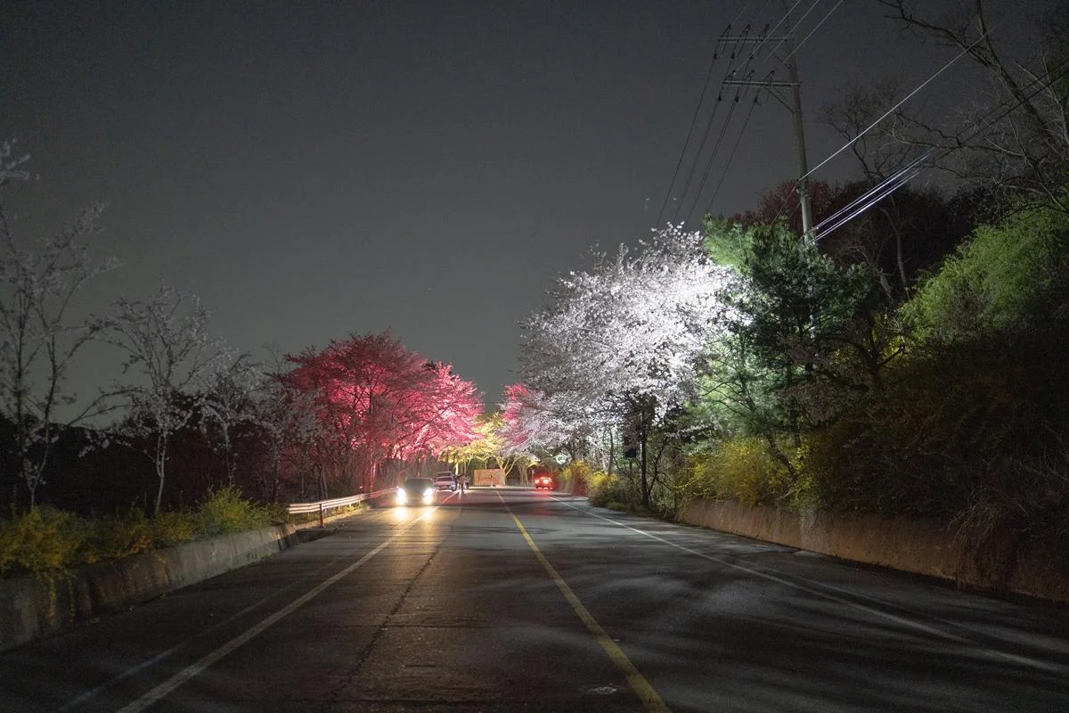 울산 벚꽃 명소 - 밤이 더 아름다운 '무룡로 벚꽃길, 무룡, 구길, 정자옛길' 울산 벚꽃 명소 – 밤이 더 아름다운 ‘무룡로 벚꽃길, 무룡, 구길, 정자옛길’