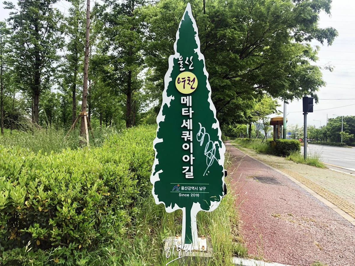 울산에서 숨겨진 명소! 사람들이 잘 모르는 명소! 여천 메타세쿼이아길