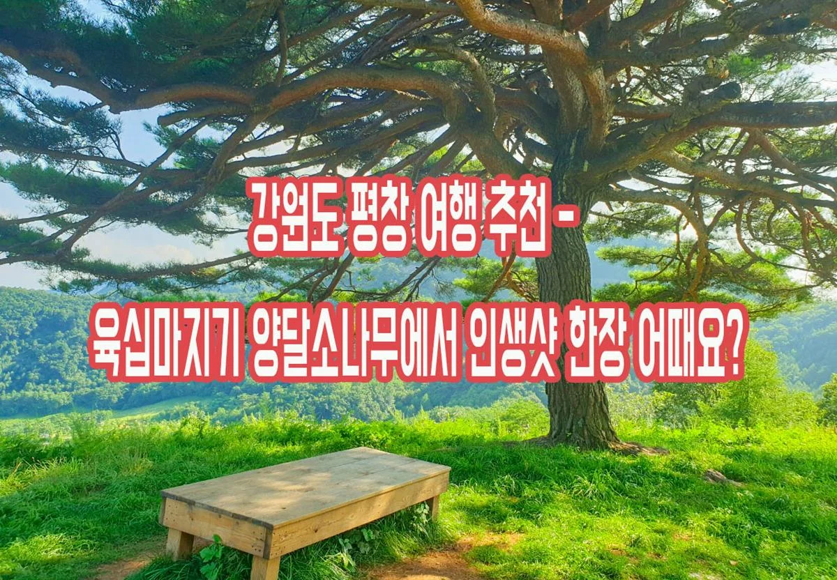 강원도 평창 여행 추천 - 육십마지기 양달소나무에서 인생샷 한장 어때요? img.webp