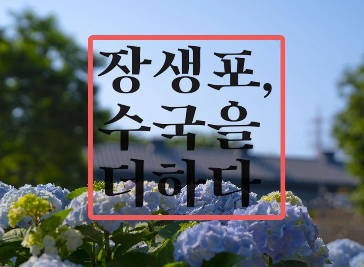 수국과 고래가 만나는 곳, 2023 ‘울산 장생포 수국 축제’ 현 수국 만개 상황