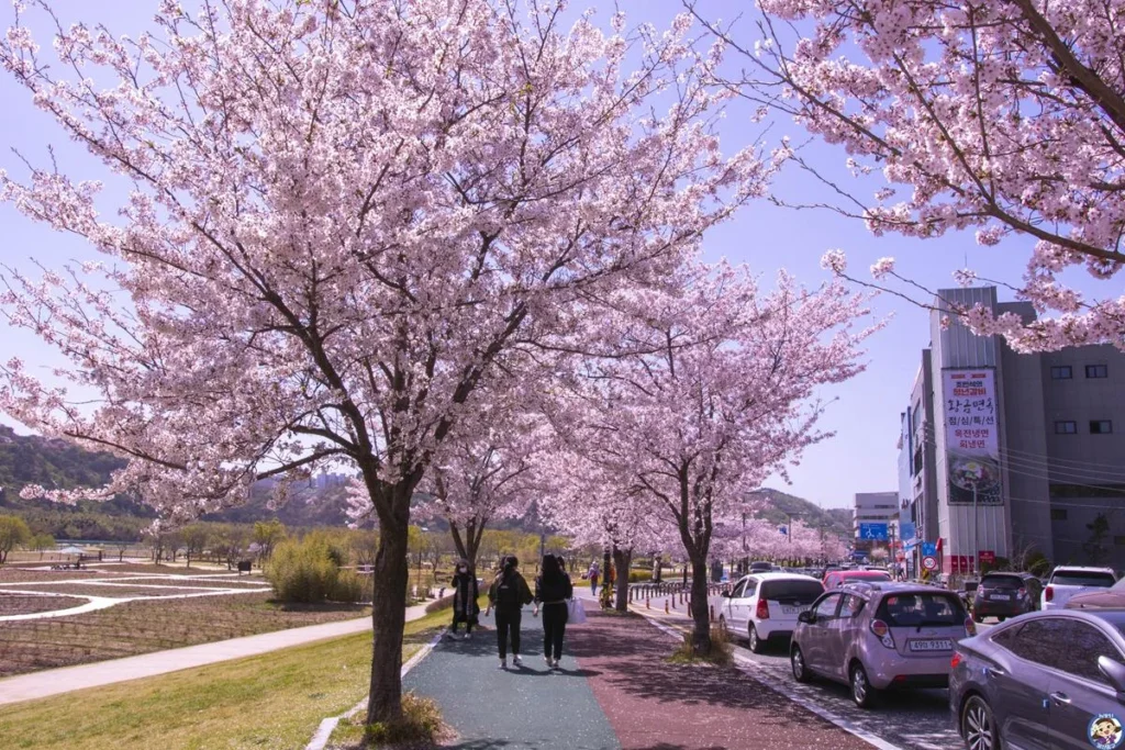 울산 중구의 벚꽃명소 – 태화강국가정원 카페거리 일대