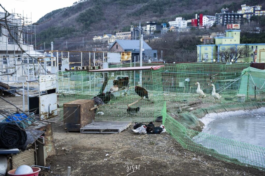 울산 울주 작천정 맛집 - 솥뚜껑 닭도리탕 산다화! 아이들과 방문하기 좋은곳 사진 17